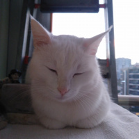 Van Kedisi, Kedi  İnci fotoğrafı