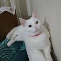 Van Kedisi, Kedi  İnci fotoğrafı