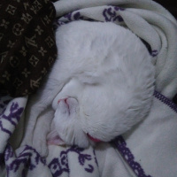 Van Kedisi, Kedi  İnci fotoğrafı
