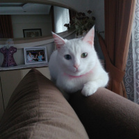 Van Kedisi, Kedi  İnci fotoğrafı