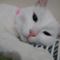Van Kedisi, Kedi  İnci fotoğrafı
