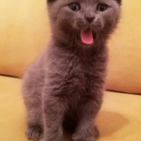 Scottish Fold, Kedi  Ragnar fotoğrafı