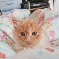 İran Kedisi (Persian), Kedi  Minnak fotoğrafı