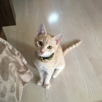 Sarman, Kedi  Tokyo fotoğrafı