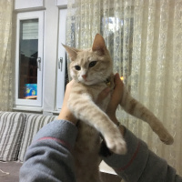 Sarman, Kedi  Tokyo fotoğrafı