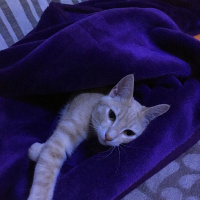 Sarman, Kedi  Tokyo fotoğrafı