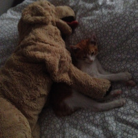 Siyam Kedisi, Kedi  Sezar fotoğrafı