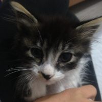 Siyam Kedisi, Kedi  Sezar fotoğrafı