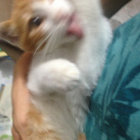 Siyam Kedisi, Kedi  Sezar fotoğrafı