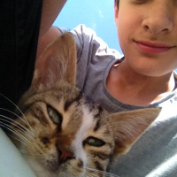 Siyam Kedisi, Kedi  Sezar fotoğrafı