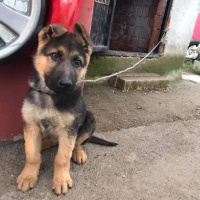 Alman Çoban Köpeği, Köpek  Hodor fotoğrafı