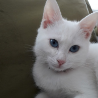 Van Kedisi, Kedi  Bihter fotoğrafı