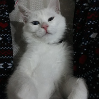 Van Kedisi, Kedi  Bihter fotoğrafı
