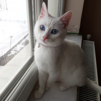 Van Kedisi, Kedi  Bihter fotoğrafı