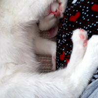 Van Kedisi, Kedi  Bihter fotoğrafı