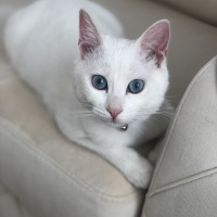 Van Kedisi, Kedi  Bihter fotoğrafı