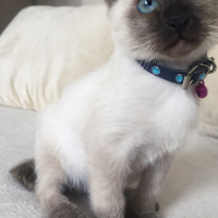 Siyam Kedisi, Kedi  Ocean fotoğrafı