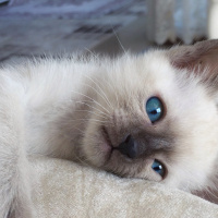 Siyam Kedisi, Kedi  Ocean fotoğrafı