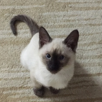 Siyam Kedisi, Kedi  Ocean fotoğrafı