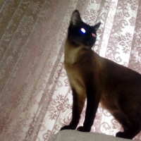 American Curl, Kedi  Siyam kedisi fotoğrafı