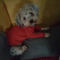 Yorkshire Terrier, Köpek  BAMBAM--- fotoğrafı