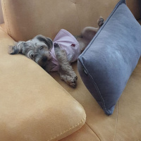 Yorkshire Terrier, Köpek  BAMBAM--- fotoğrafı