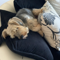 Yorkshire Terrier, Köpek  BAMBAM--- fotoğrafı