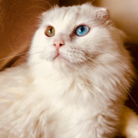 Scottish Fold, Kedi  Beyaz fotoğrafı