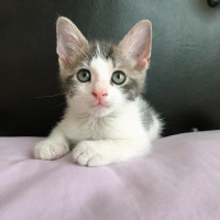 Tekir Kedi, Kedi  Pac fotoğrafı