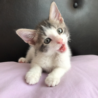 Tekir Kedi, Kedi  Pac fotoğrafı