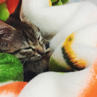 Tekir Kedi, Kedi  Yavru sahiplendirme fotoğrafı