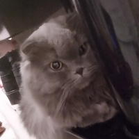 İran Kedisi (Persian), Kedi  Duman fotoğrafı