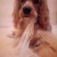 Amerikan Cocker Spaniel, Köpek  Oddie fotoğrafı