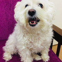 Maltese, Köpek  Şila fotoğrafı