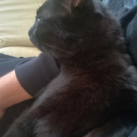 Bombay, Kedi  Gırgır fotoğrafı