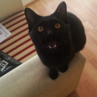 Bombay, Kedi  Gırgır fotoğrafı