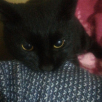 Bombay, Kedi  Gırgır fotoğrafı