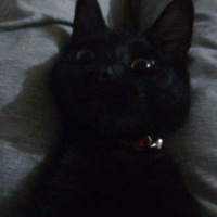 Bombay, Kedi  Gırgır fotoğrafı