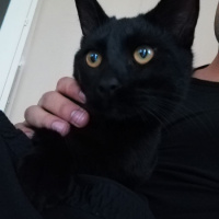 Bombay, Kedi  Gırgır fotoğrafı