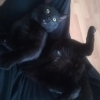 Bombay, Kedi  Gırgır fotoğrafı