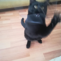 Bombay, Kedi  Gırgır fotoğrafı