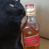 Bombay, Kedi  Gırgır fotoğrafı