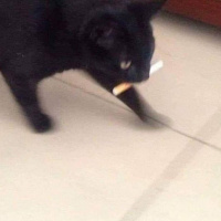 Bombay, Kedi  Gırgır fotoğrafı