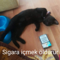 Bombay, Kedi  Gırgır fotoğrafı