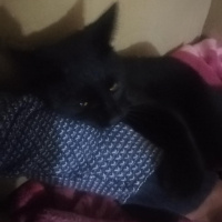 Bombay, Kedi  Gırgır fotoğrafı