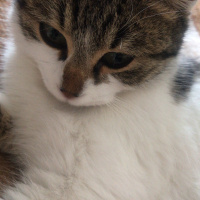 Tekir Kedi, Kedi  Freddie fotoğrafı