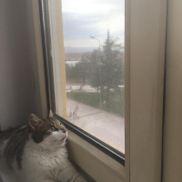 Tekir Kedi, Kedi  Freddie fotoğrafı