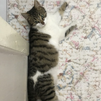 Tekir Kedi, Kedi  Freddie fotoğrafı