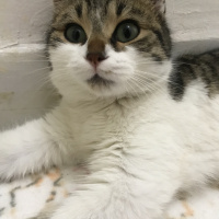 Tekir Kedi, Kedi  Freddie fotoğrafı