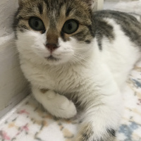 Tekir Kedi, Kedi  Freddie fotoğrafı